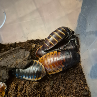 Gromphadorhina Portentosa -Blatte soffianti