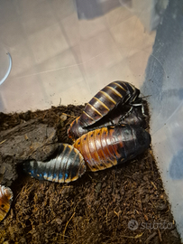 Gromphadorhina Portentosa -Blatte soffianti