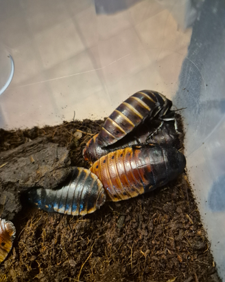 Gromphadorhina Portentosa -Blatte soffianti
