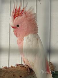 Maschio di Cacatua Leadbeateri