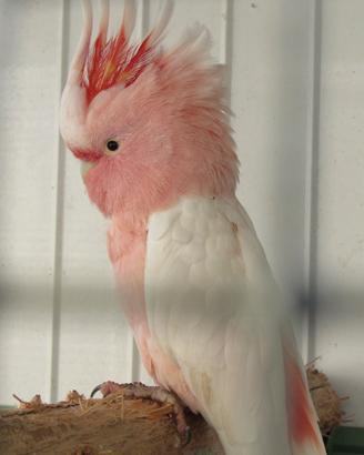 Maschio di Cacatua Leadbeateri