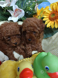 Cuccioli Barboncino colore Rosso Red Rosso