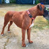 Boxer femmina