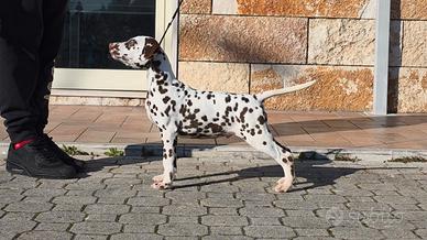 Cucciolo di dalmata con pedigree