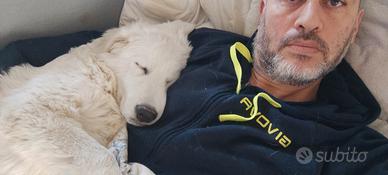 Cuccioli di Pastore Maremmano Abruzzese