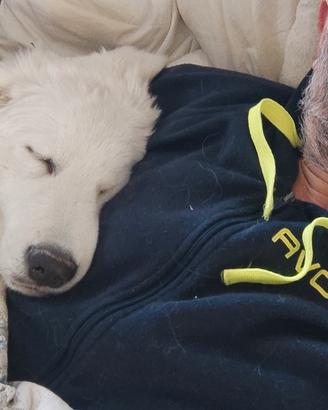 Cuccioli di Pastore Maremmano Abruzzese