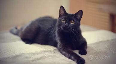 Gatte adulte sterilizzate