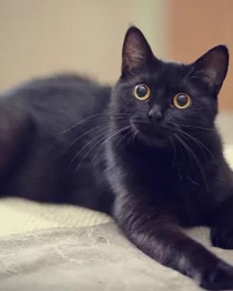 Gatte adulte sterilizzate