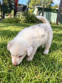 Australian shepherd - pastori australiani