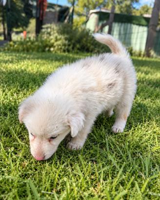 Australian shepherd - pastori australiani