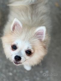 Volpino spitz di pomerania nano