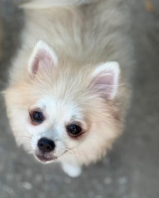 Volpino spitz di pomerania nano