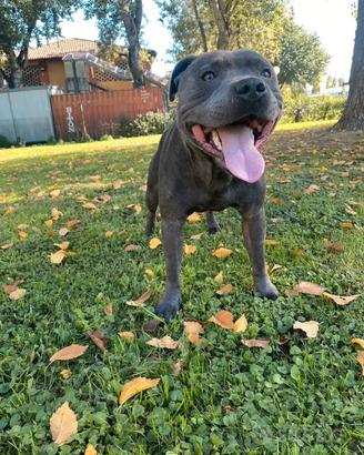 Disponibili per Monte Staffordshire Bull Terrier