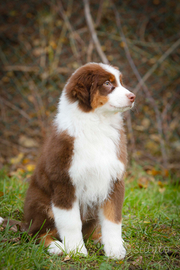 Cucciolo di pastore australiano