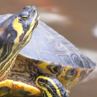 Tartaruga acqua dolce