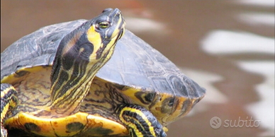 Tartaruga acqua dolce