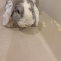 Coniglio ariete maschio