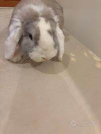 Coniglio ariete maschio