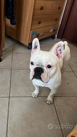 Bullldog francese disponibile per monta