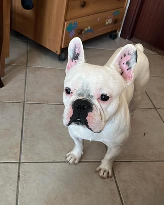 Bullldog francese disponibile per monta