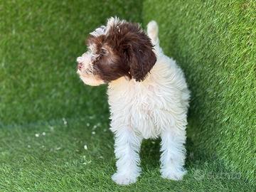 Lagotto romagnolo