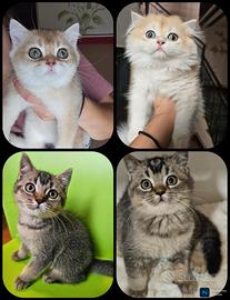 Meravigliosi cuccioli british shorthair pedigree