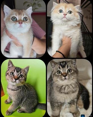 Meravigliosi cuccioli british shorthair pedigree