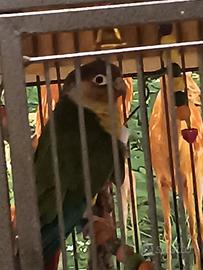 Coppia di pappagalli pyrrhura molinae