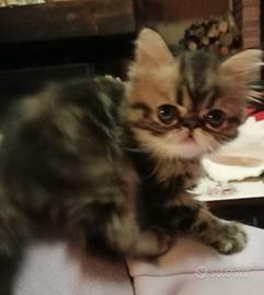 Gattina persiano cincillà