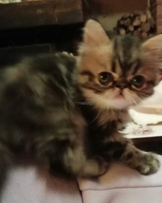 Gattina persiano cincillà