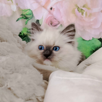 Micini Ragdoll con pedigree