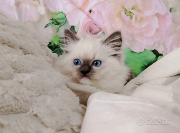 Micini Ragdoll con pedigree