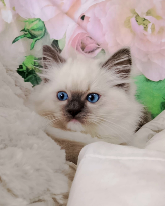 Micini Ragdoll con pedigree