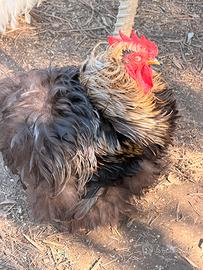 Cocincina gallo riccio