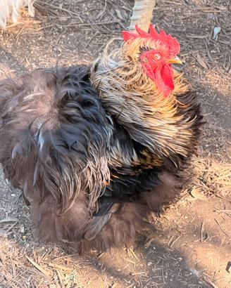 Cocincina gallo riccio