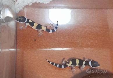 Geco leopardino