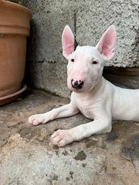 Cuccioli Bull Terrier