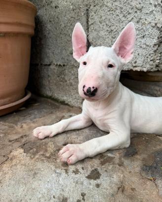 Cuccioli Bull Terrier