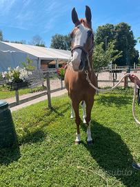 Cavalla da salto ostacoli