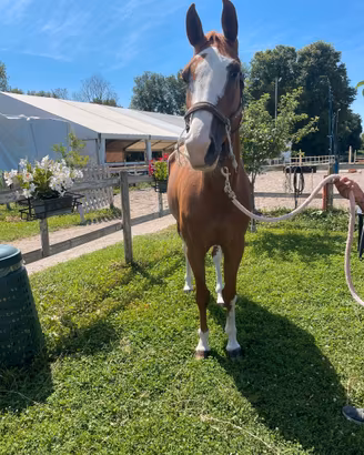 Cavalla da salto ostacoli