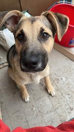 Piccolo Cagnolino taglia media