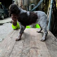 Disponibile cucciolo