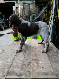 Disponibile cucciolo