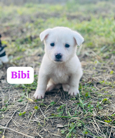 Cuccioli simil labrador