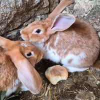 Conigle razza gigante incinte