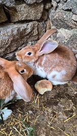 Conigle razza gigante incinte