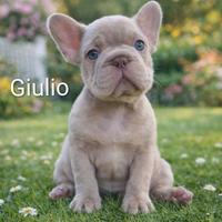 Cuccioli di bulldog francese esotico pronti