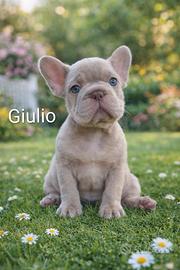 Cuccioli di bulldog francese esotico pronti