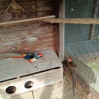 Fagiani dorati adulti