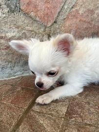 Chihuahua maschietto